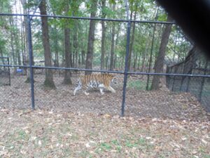 Bengal Tiger pacing at Noah's Ark