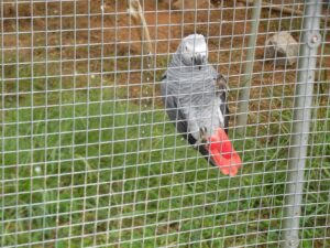 One of many exotic birds at Noah's Ark Animal Sanctuary