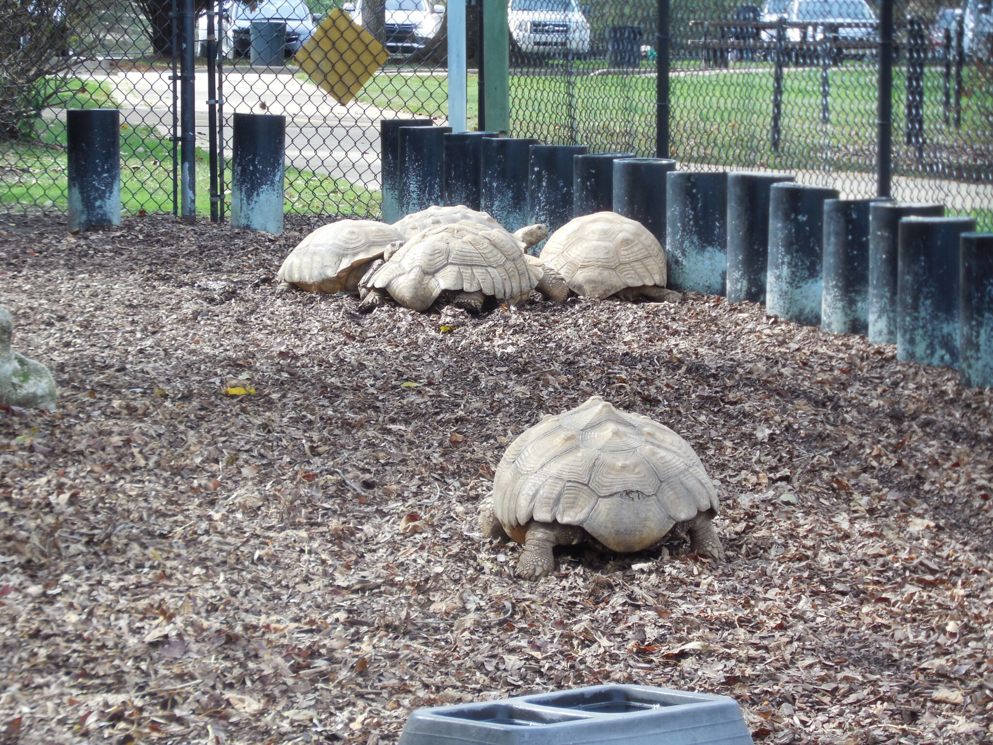 Noah's Ark Animal Sanctuary Brings Children and Animals Together ~ 50 ...