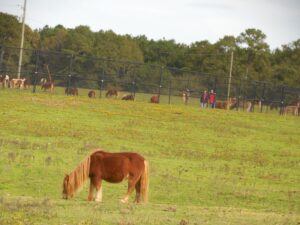 horses and ponies at Noah's Ark Animal Sanctuary