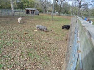 pigs and sheep at Noah's Ark